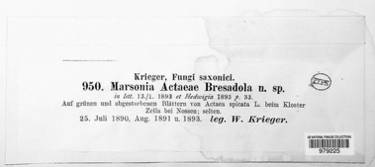 Marssonina actaeae image